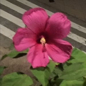 Meet your Posher, Hailey